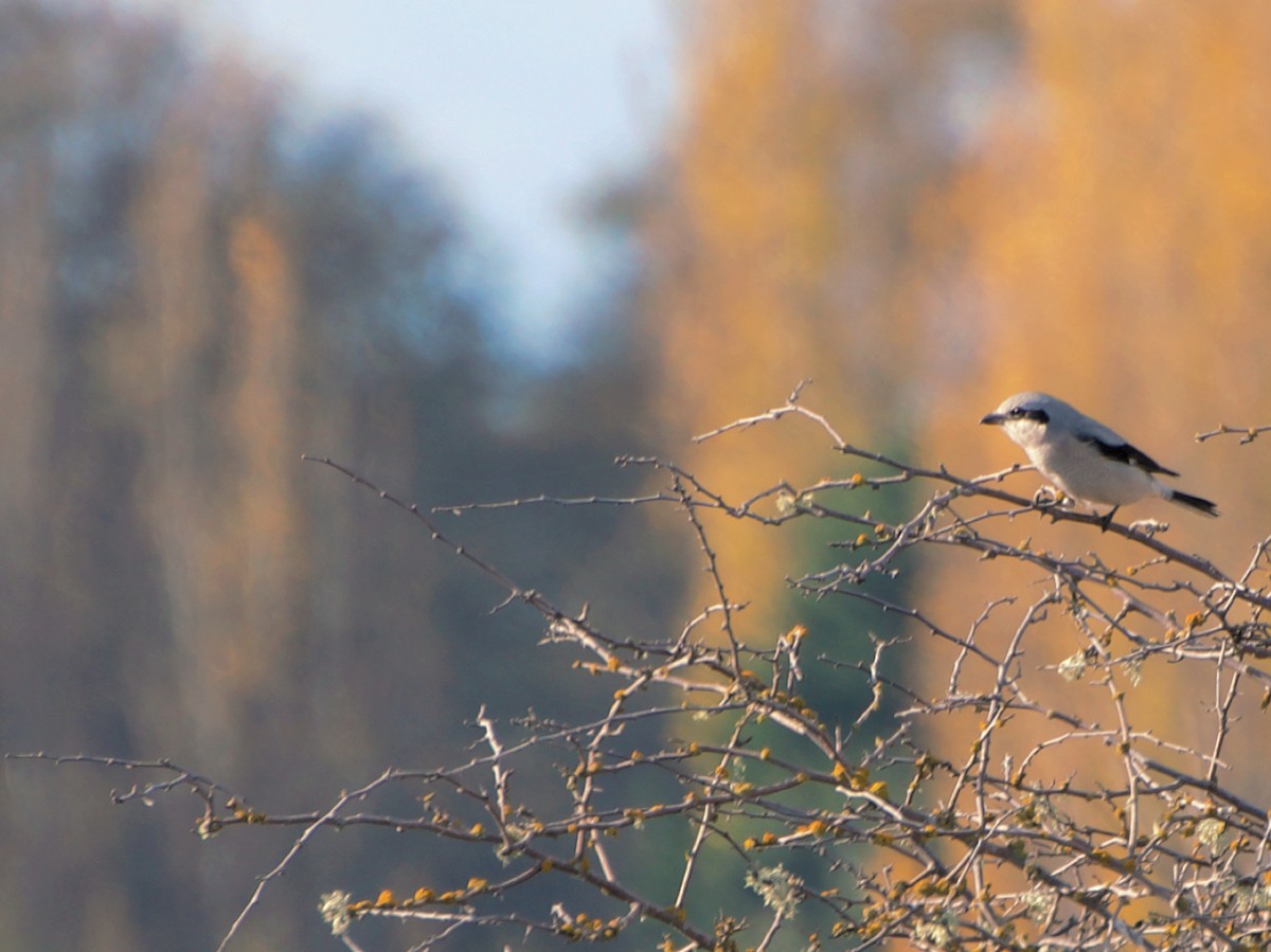 ťuhýk severní - ML644555817