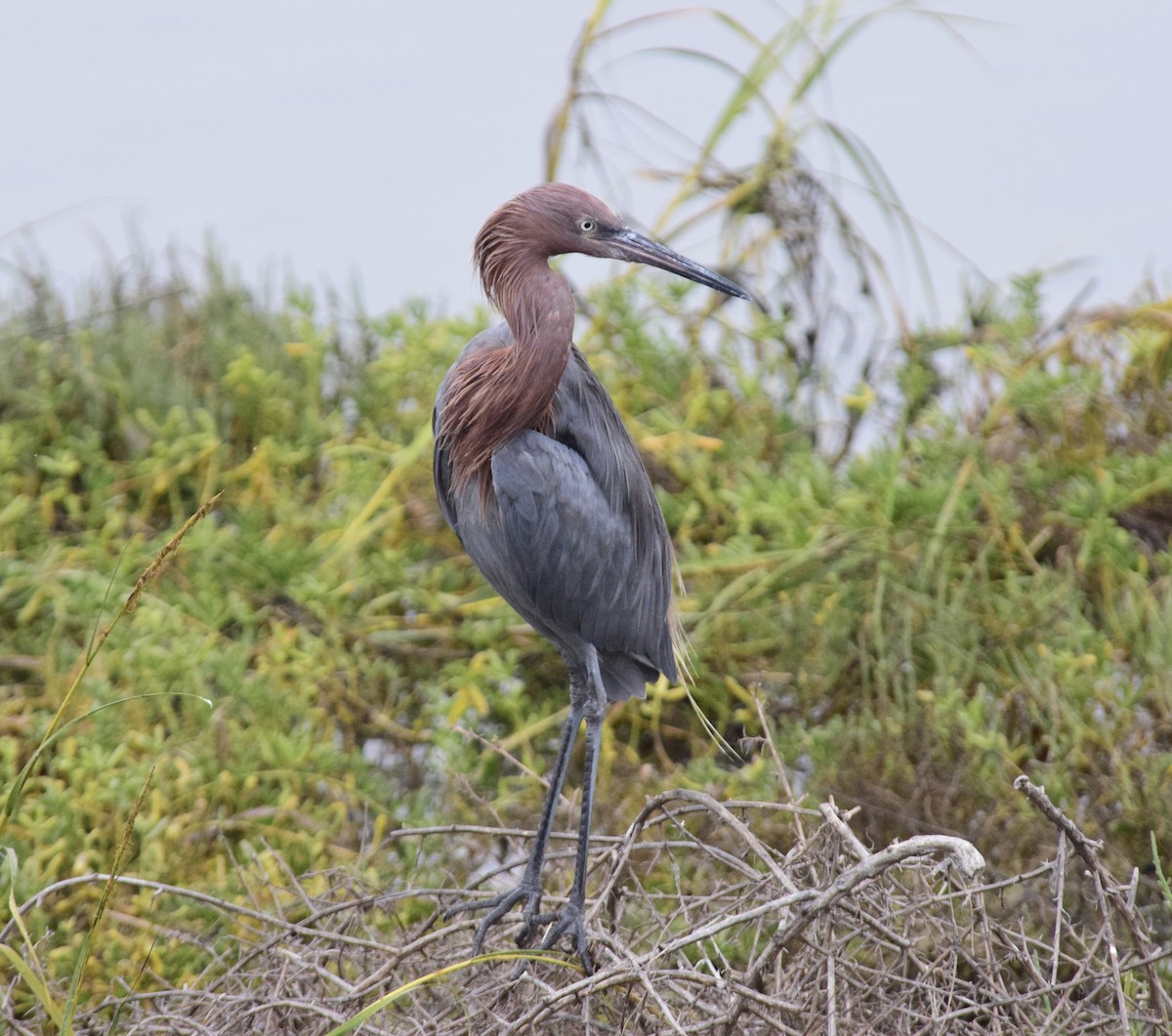 Reddish Egret - ML644555818