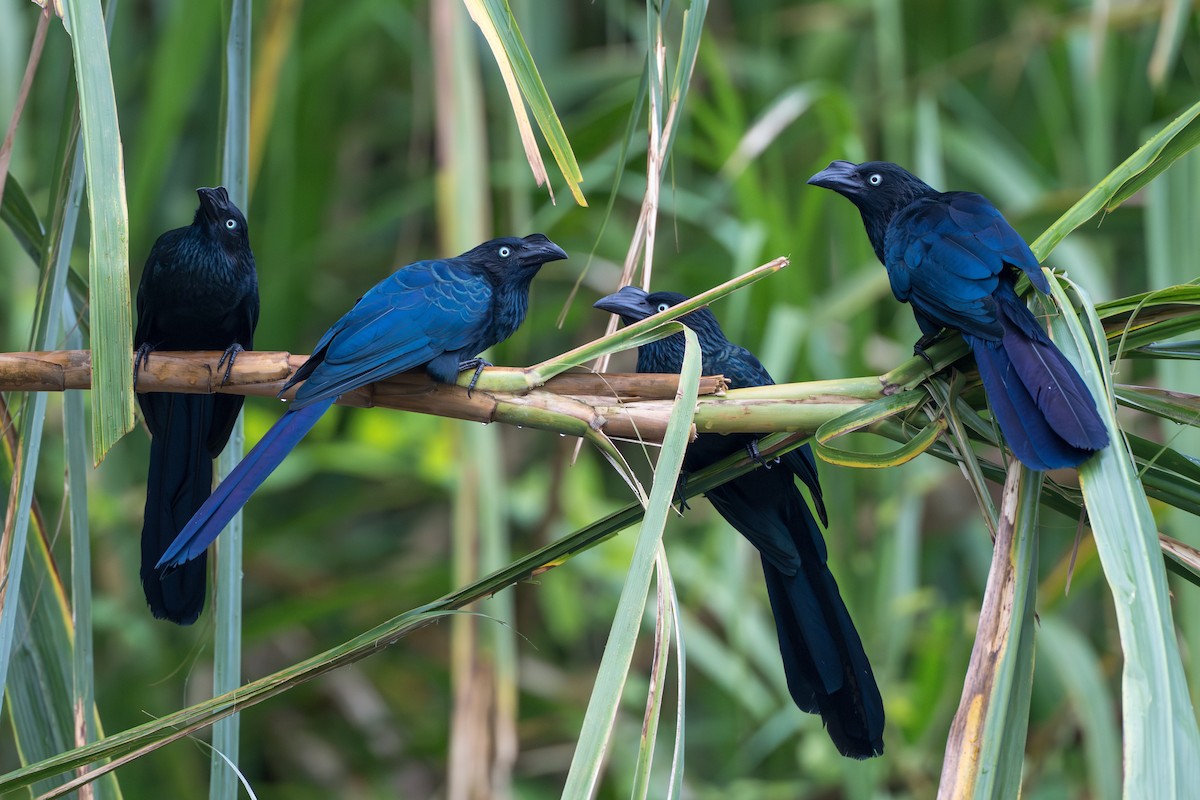 Ani des palétuviers - ML644555819