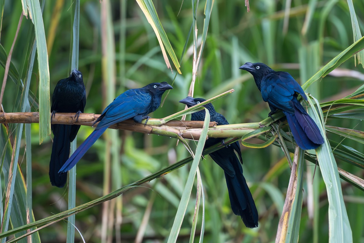 Ani des palétuviers - ML644555821