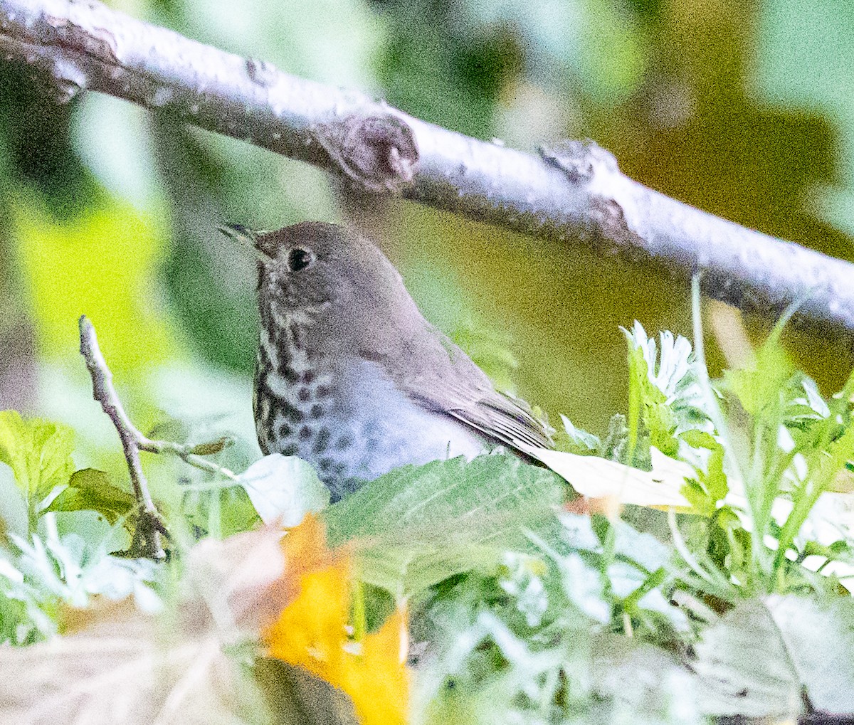 チャイロコツグミ - ML644555822