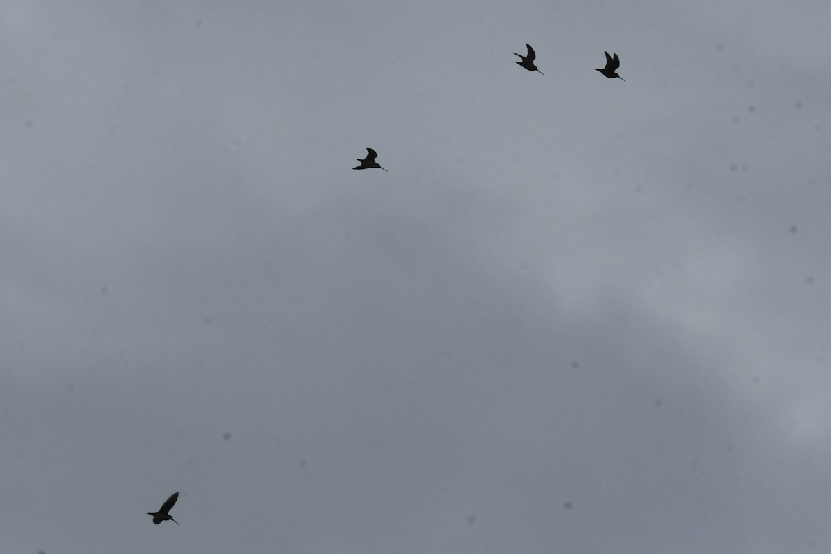 Wilson's Snipe - ML644555837