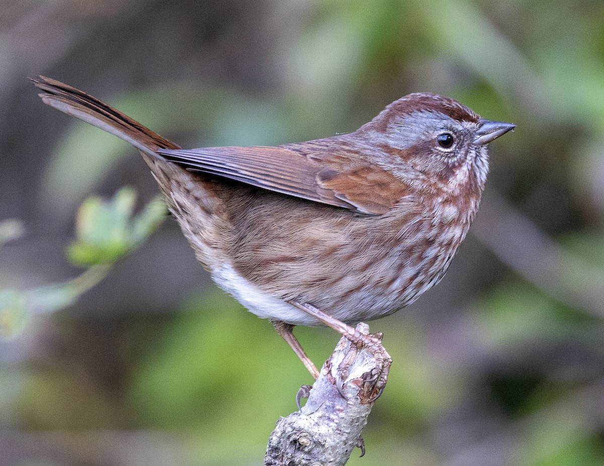 ウタスズメ - ML644555838