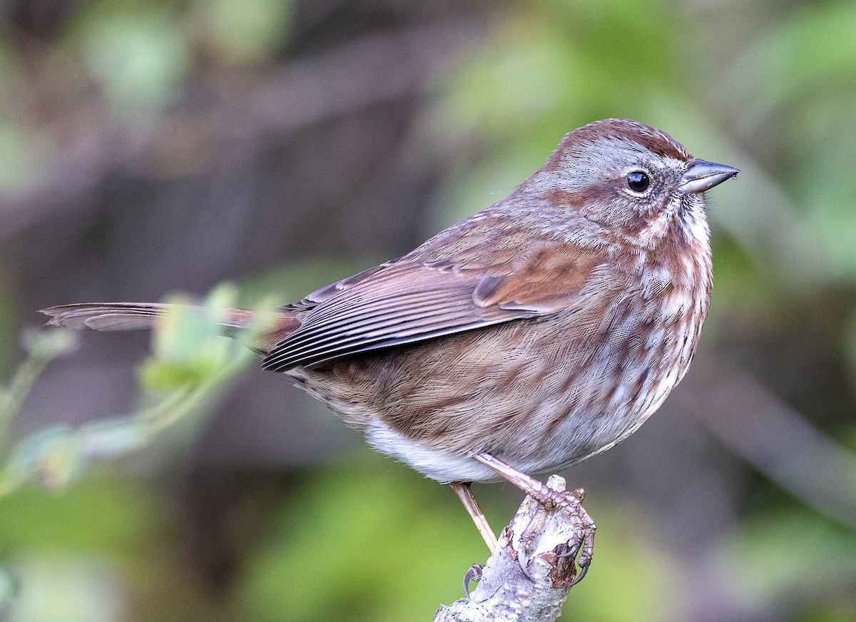ウタスズメ - ML644555839