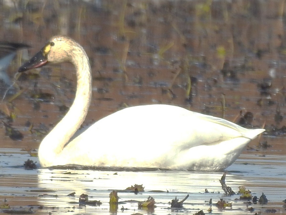 Beltxarga txistularia - ML644555840