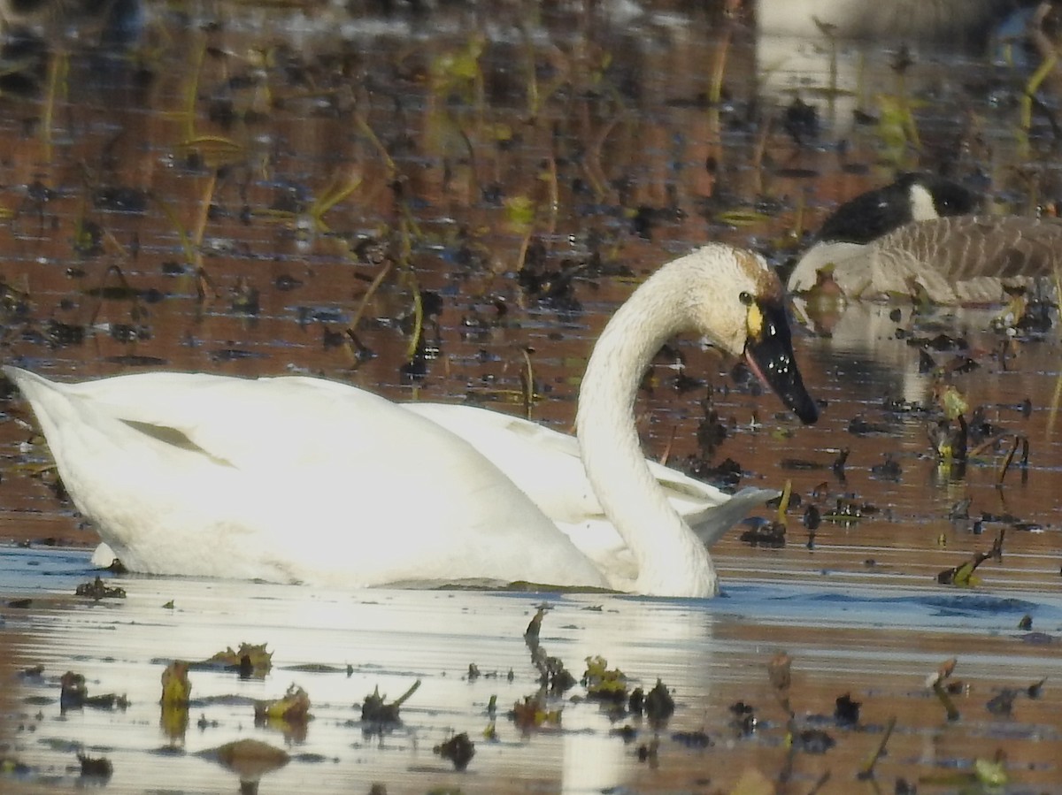 Beltxarga txistularia - ML644555841