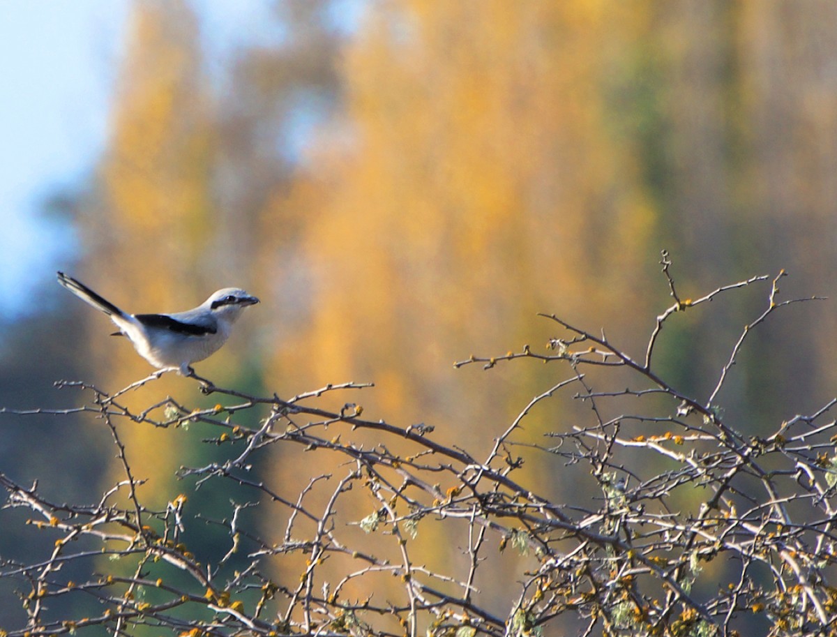 ťuhýk severní - ML644555845