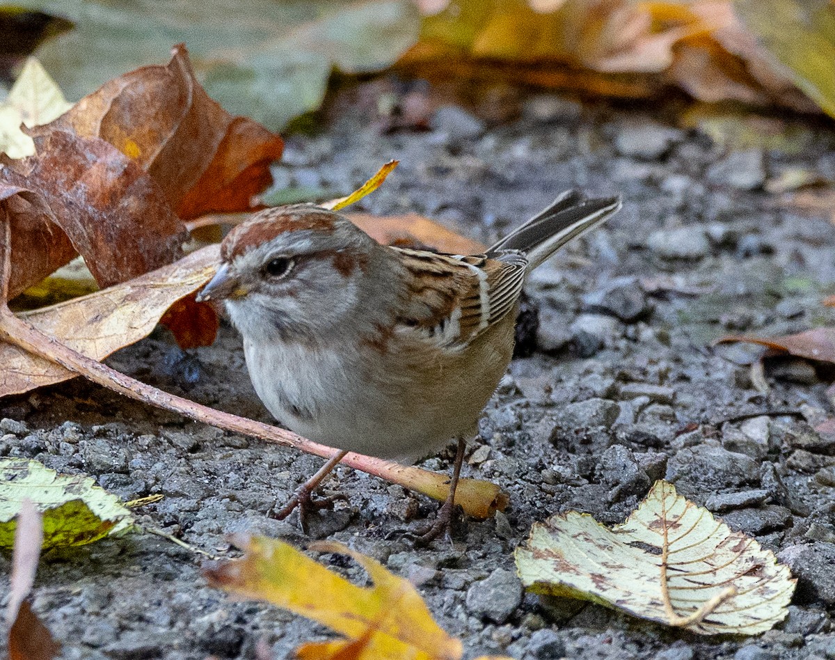 American Tree Sparrow - ML644555846