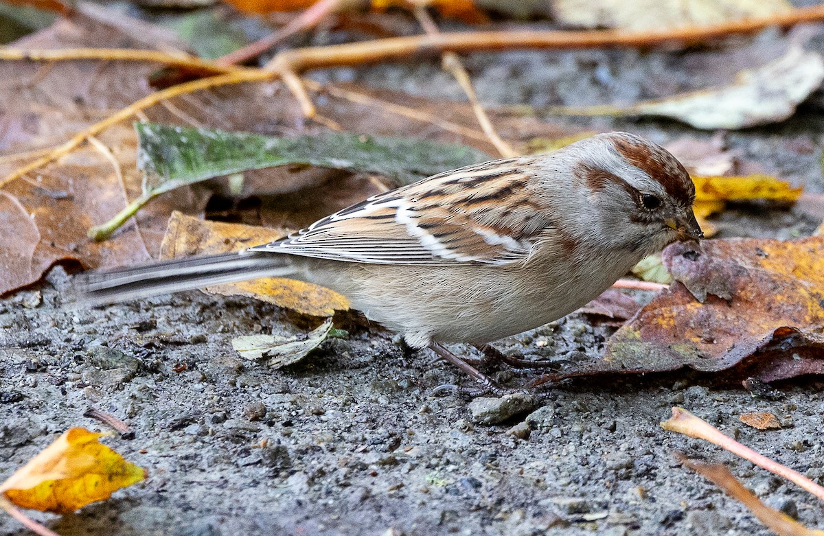American Tree Sparrow - ML644555852