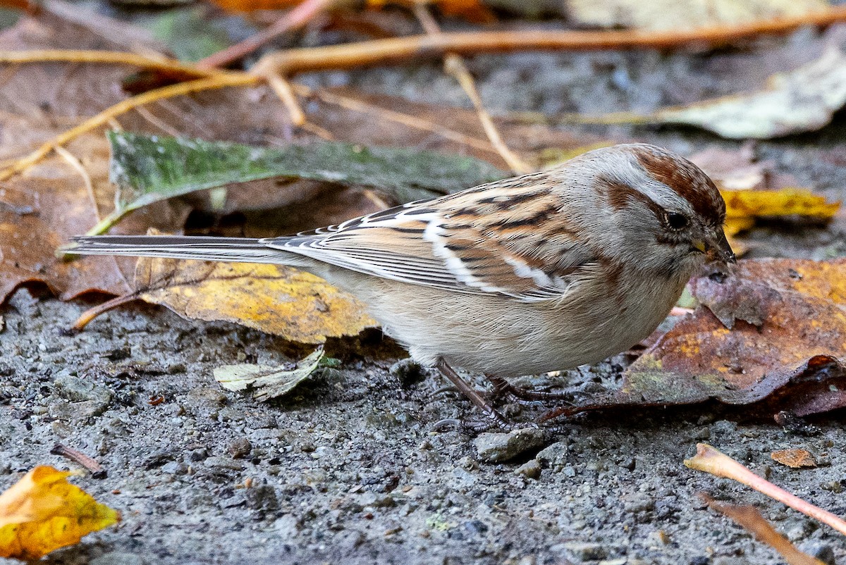 American Tree Sparrow - ML644555853