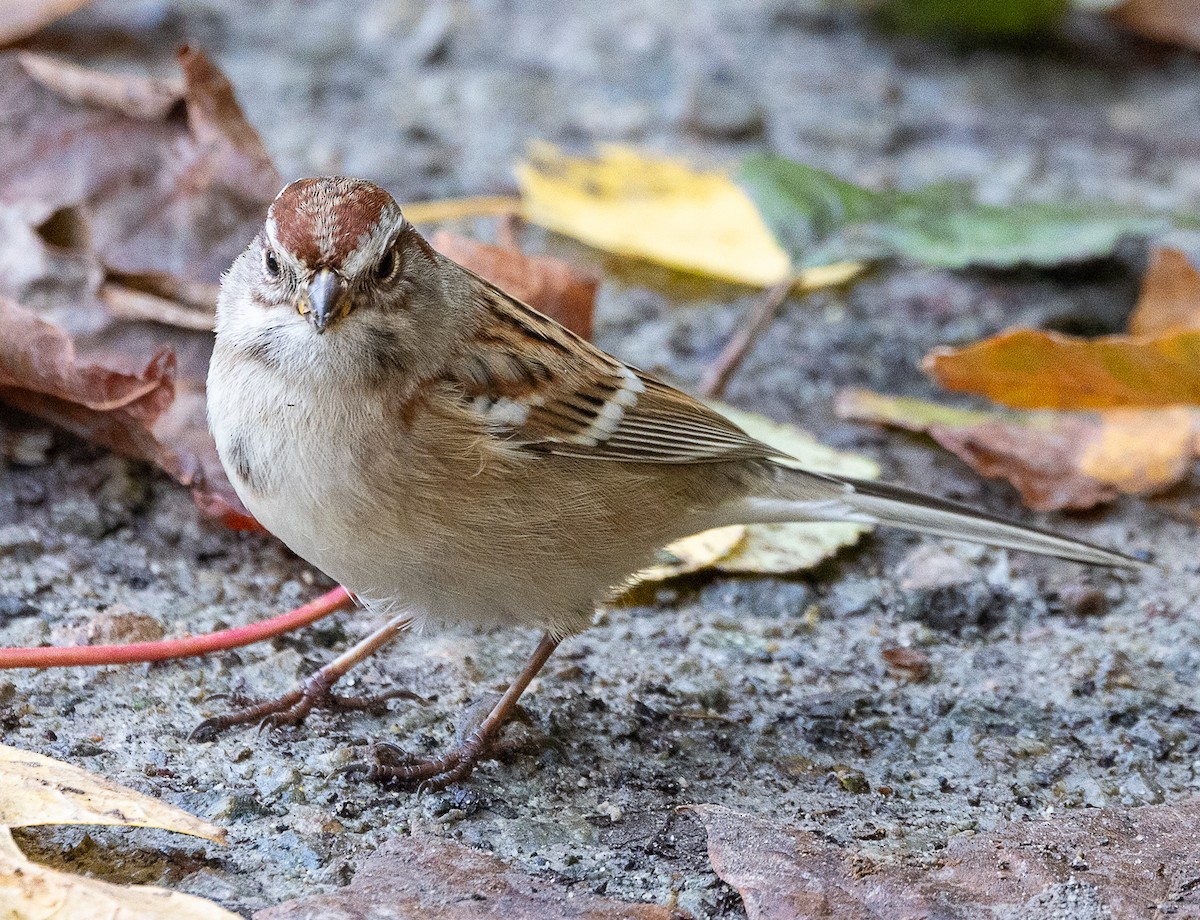 American Tree Sparrow - ML644555854