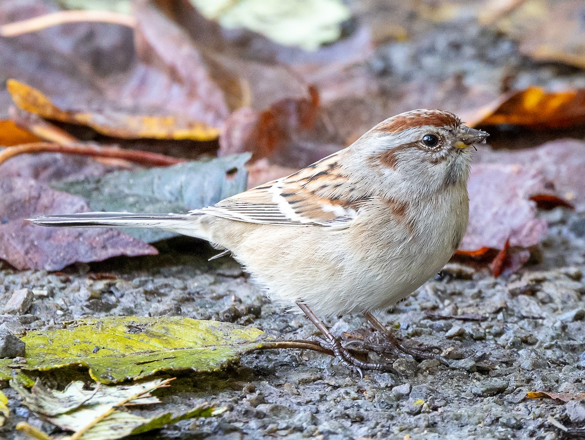 American Tree Sparrow - ML644555855