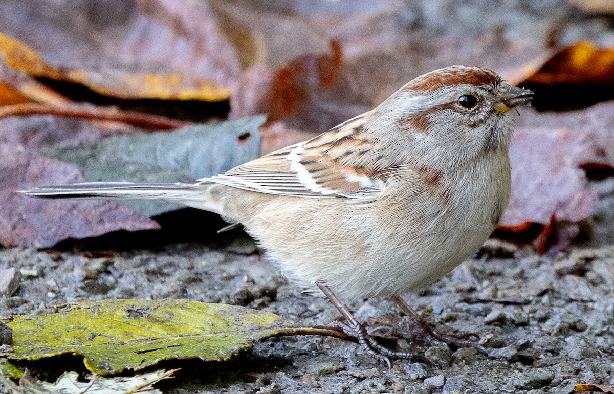 American Tree Sparrow - ML644555856