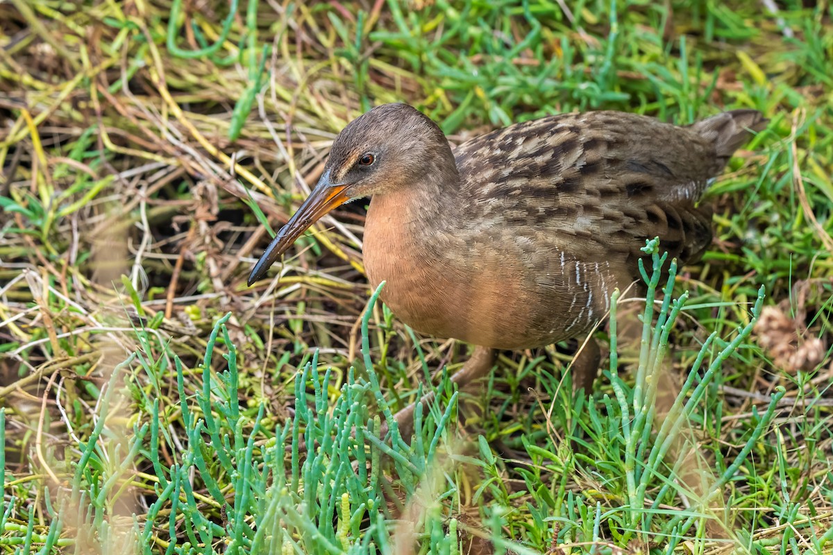 spartinarikse - ML644555858