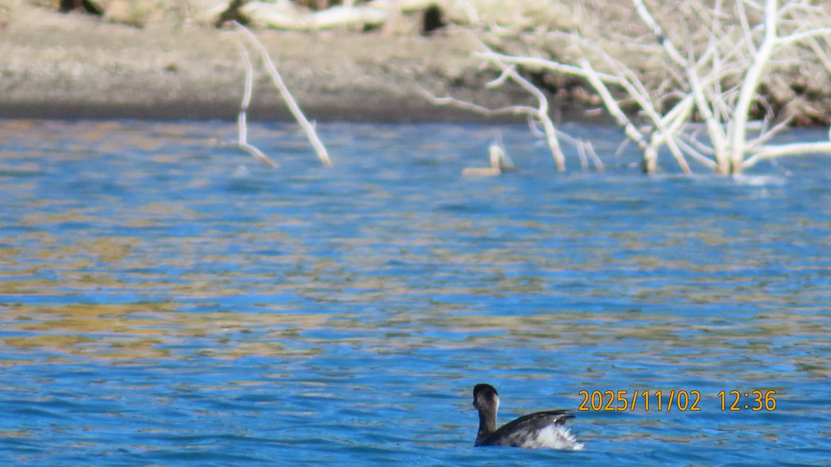 טבלן בינוני - ML644555860