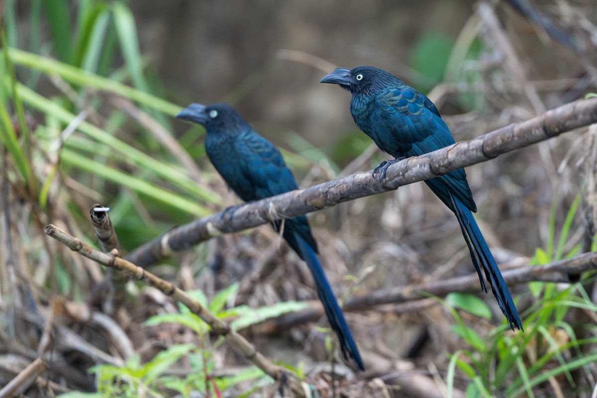 Ani des palétuviers - ML644555863