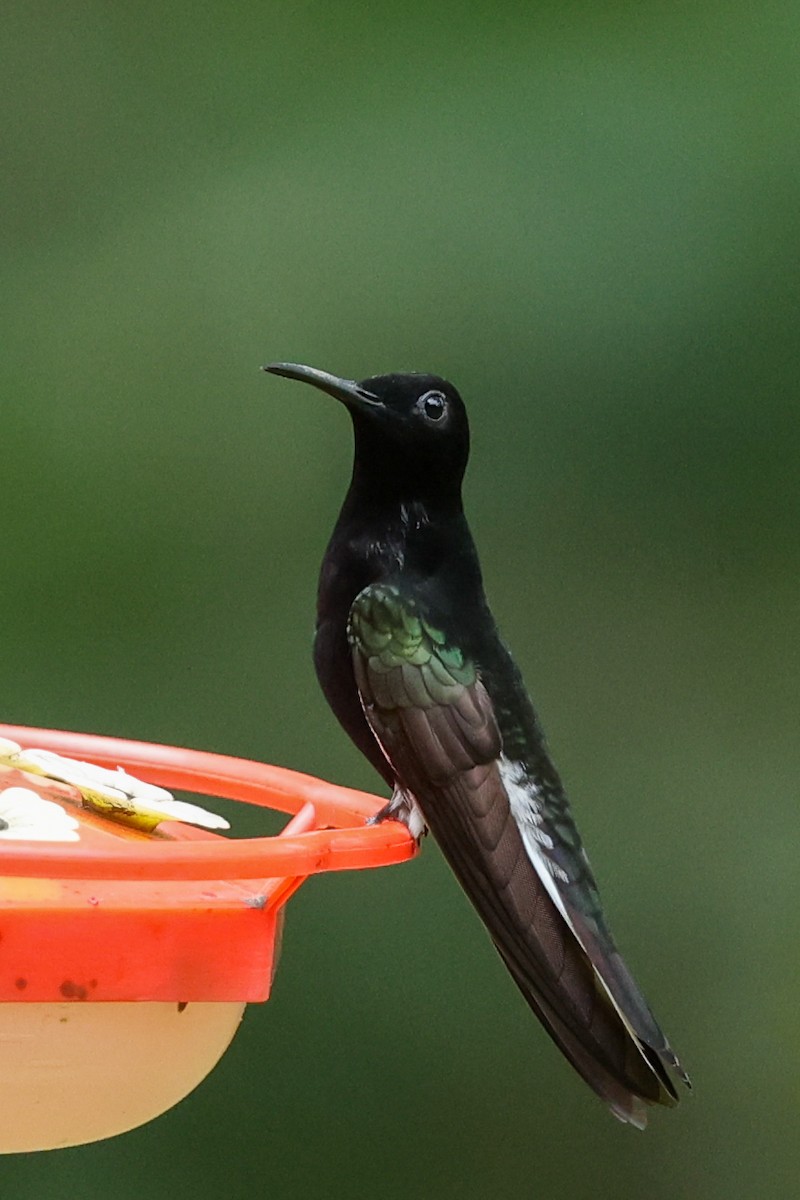 Black Jacobin - ML644555871