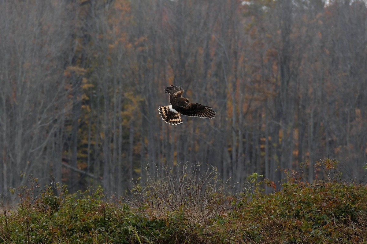 Northern Harrier - ML644555874