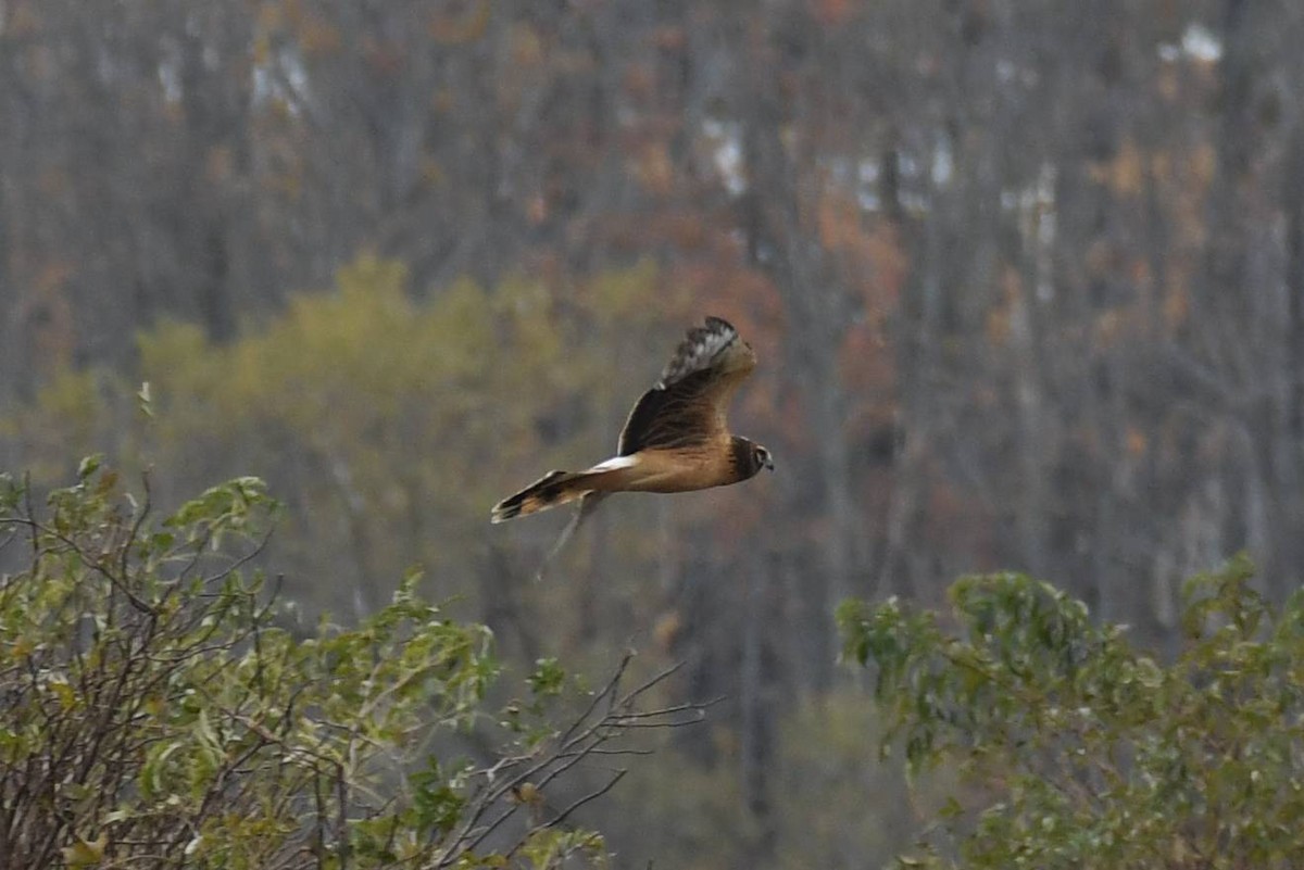 Northern Harrier - ML644555875