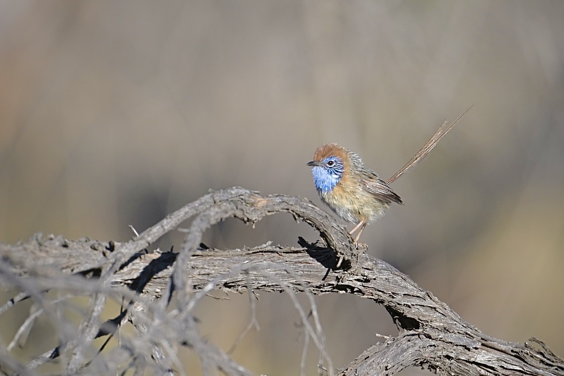 クリビタイエミュームシクイ - ML644555881