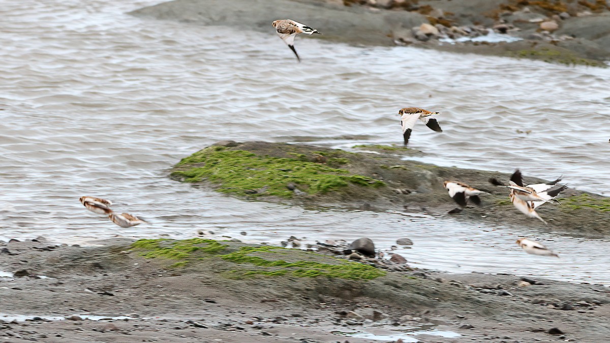 Zigolo delle nevi - ML644555882