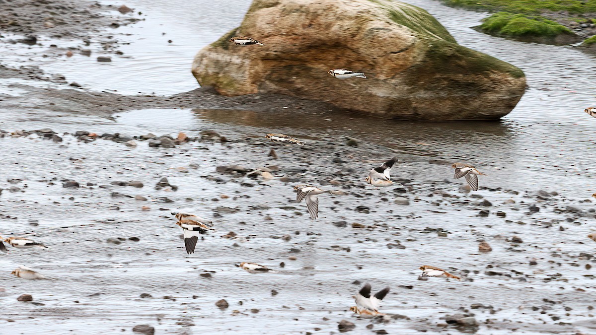 Zigolo delle nevi - ML644555883