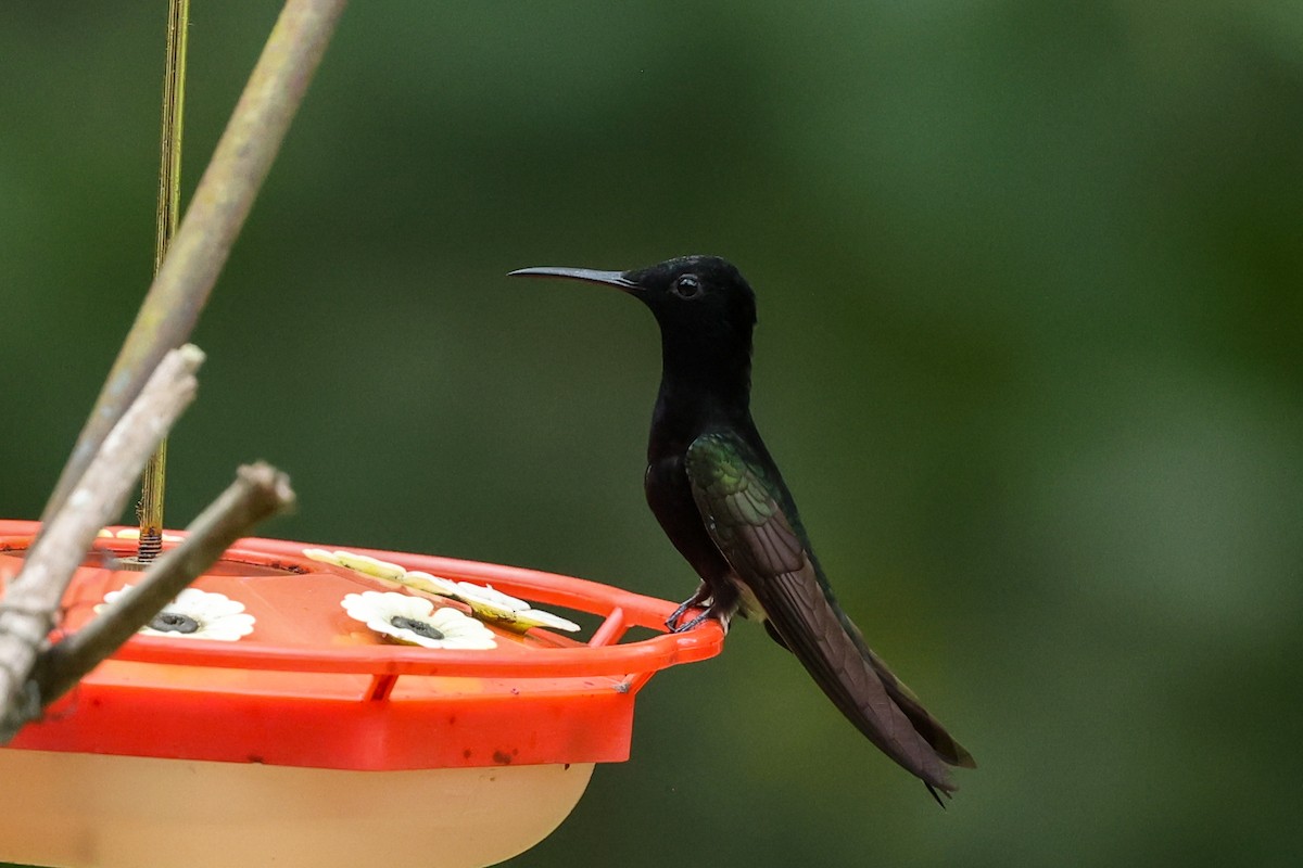 Black Jacobin - ML644555885