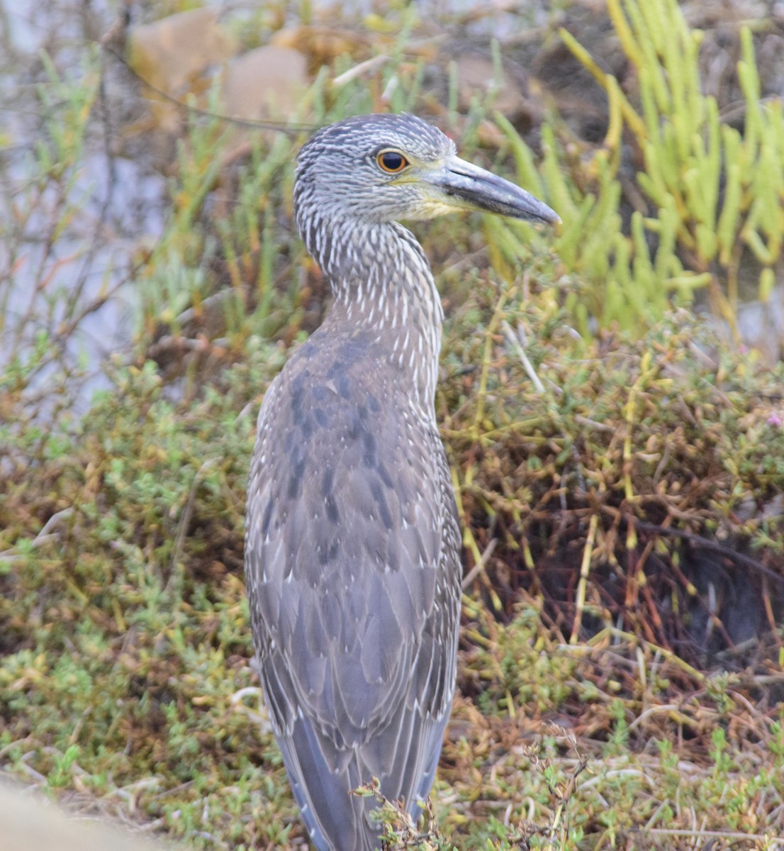 gulkronehegre - ML644555886