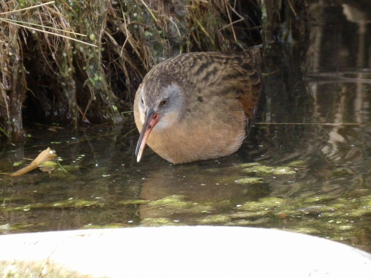 Virginia Rail - ML644555887