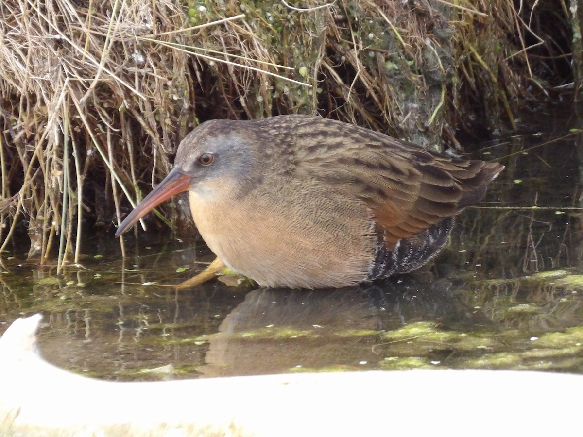 Virginia Rail - ML644555888