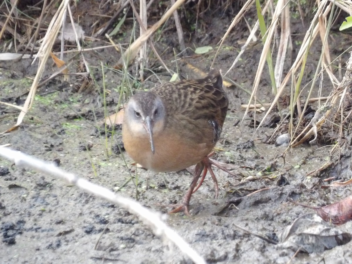 Virginia Rail - ML644555889