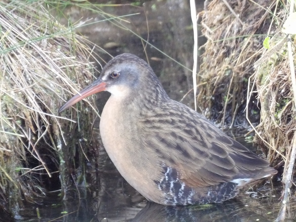 Virginia Rail - ML644555890