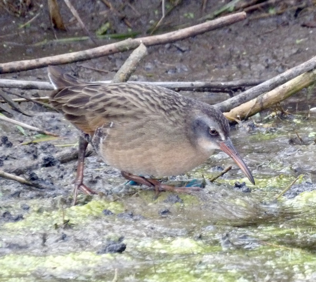 Virginia Rail - ML644555892