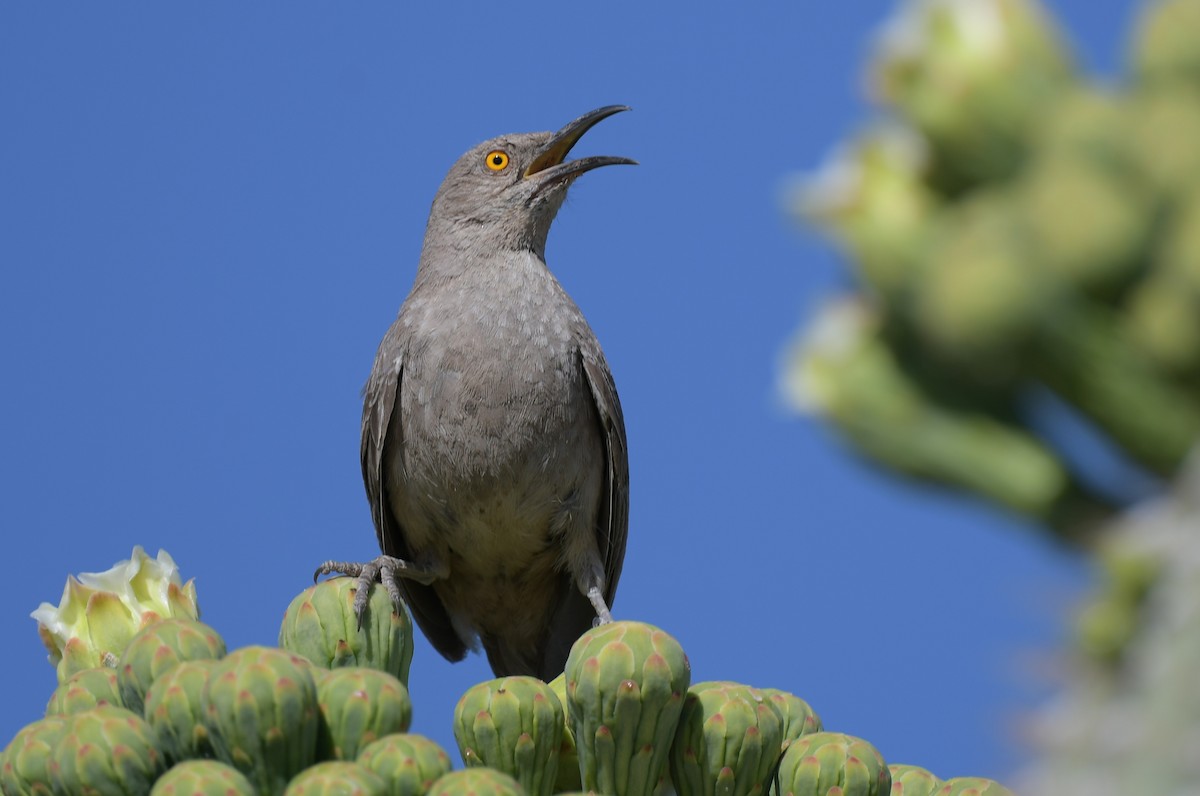 Curve-billed Thrasher - ML644555895