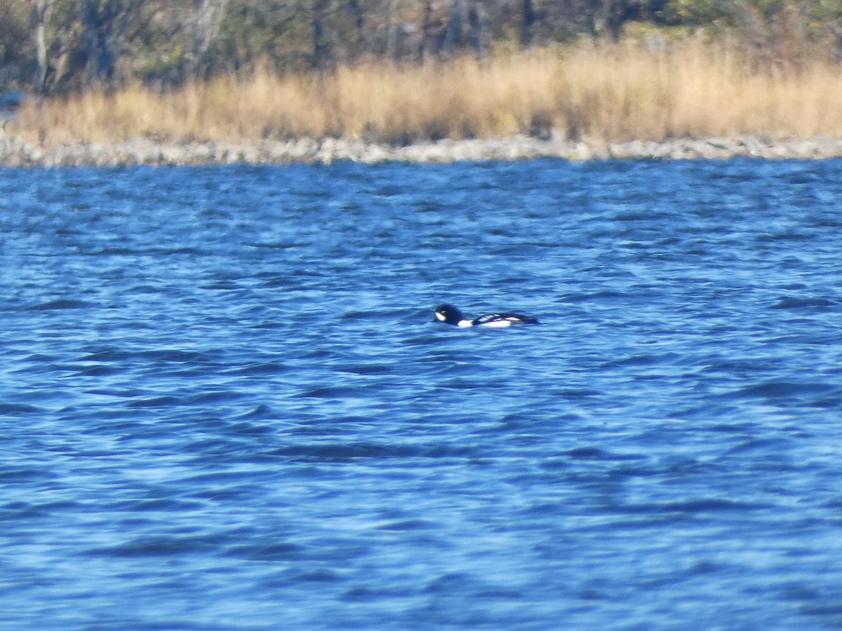 Barrow's Goldeneye - ML644555900
