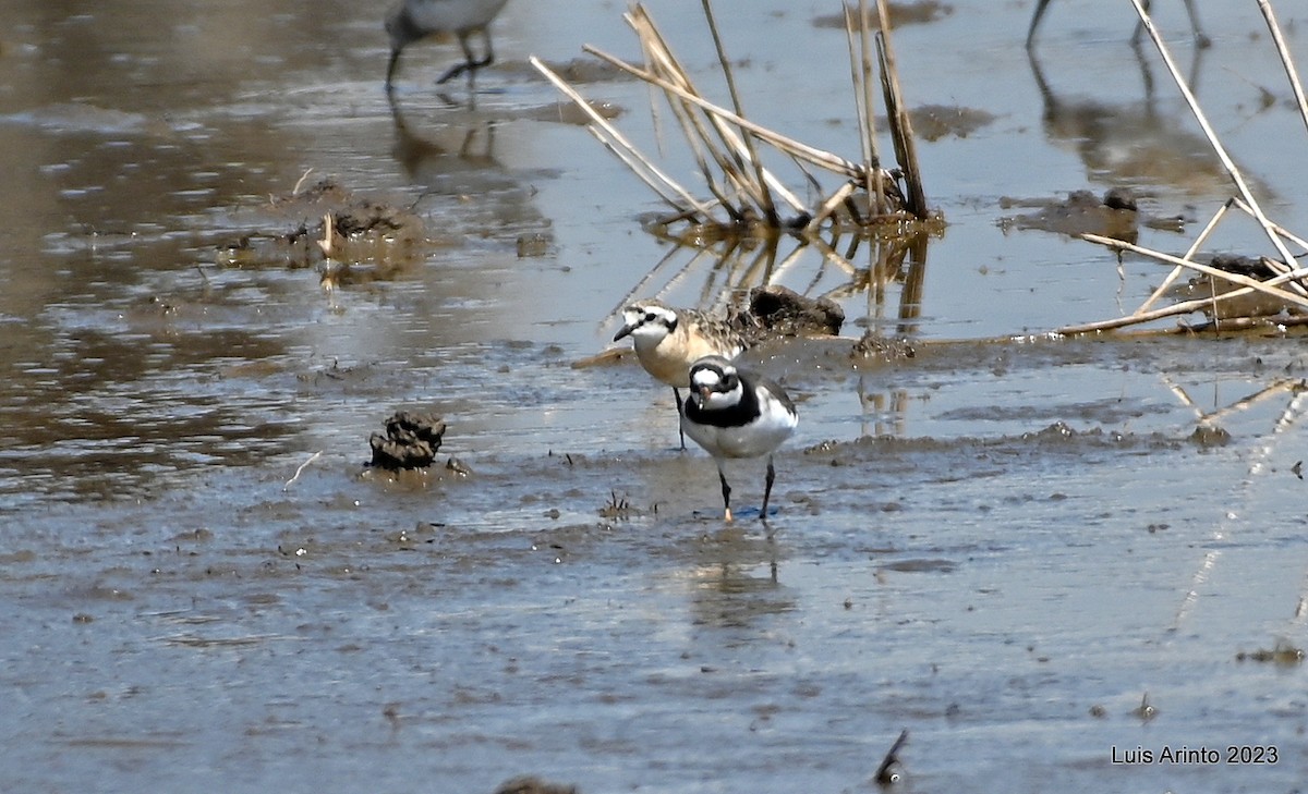 Kittlitz's Plover - ML644555901