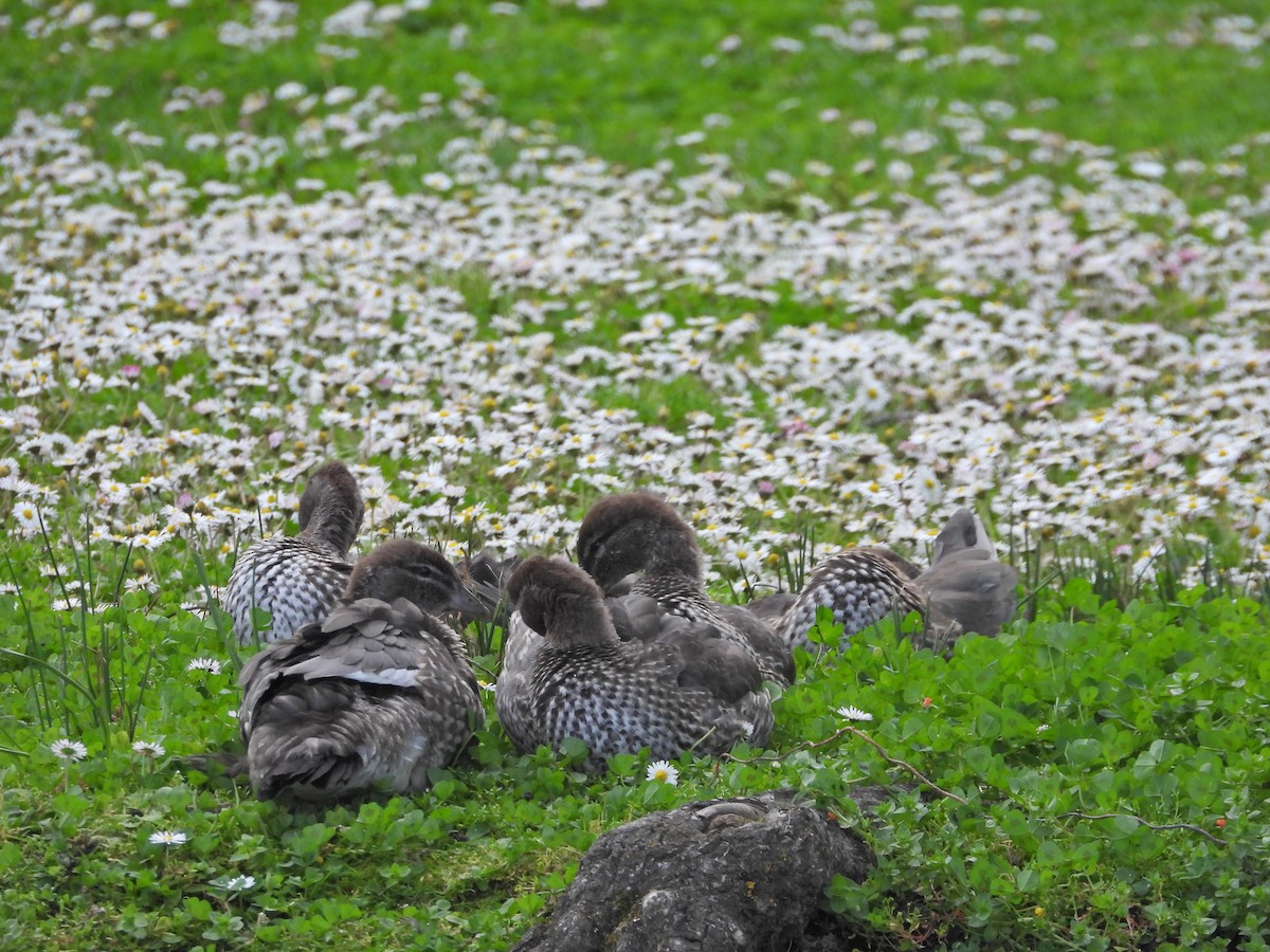 Maned Duck - ML644555905