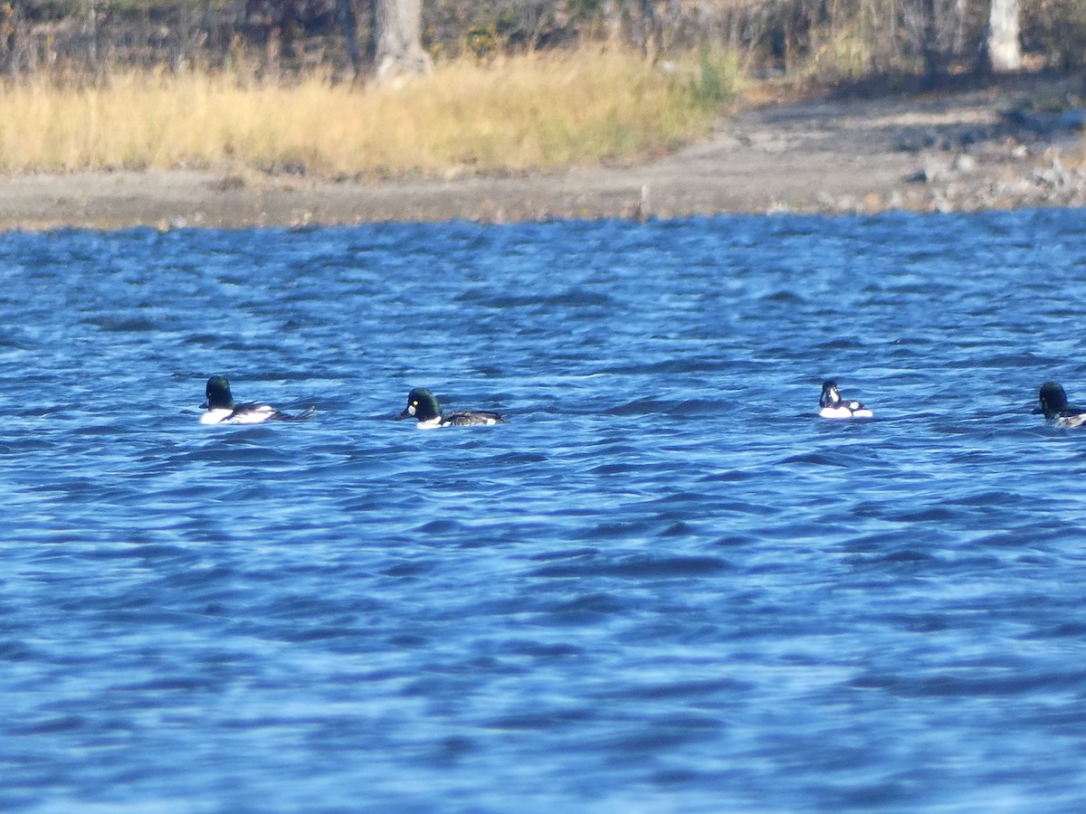Barrow's Goldeneye - ML644555906