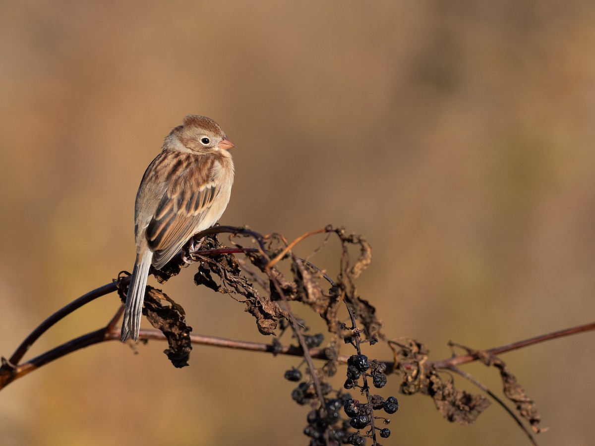 Field Sparrow - ML644555910