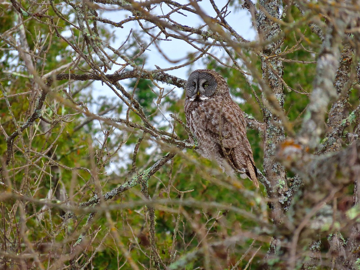 Great Gray Owl - ML644555911