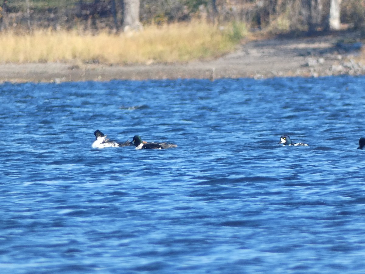 Barrow's Goldeneye - ML644555915