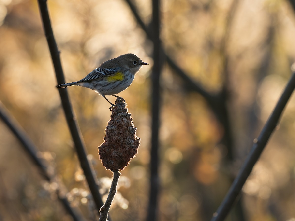 Yellow-rumped Warbler - ML644555919