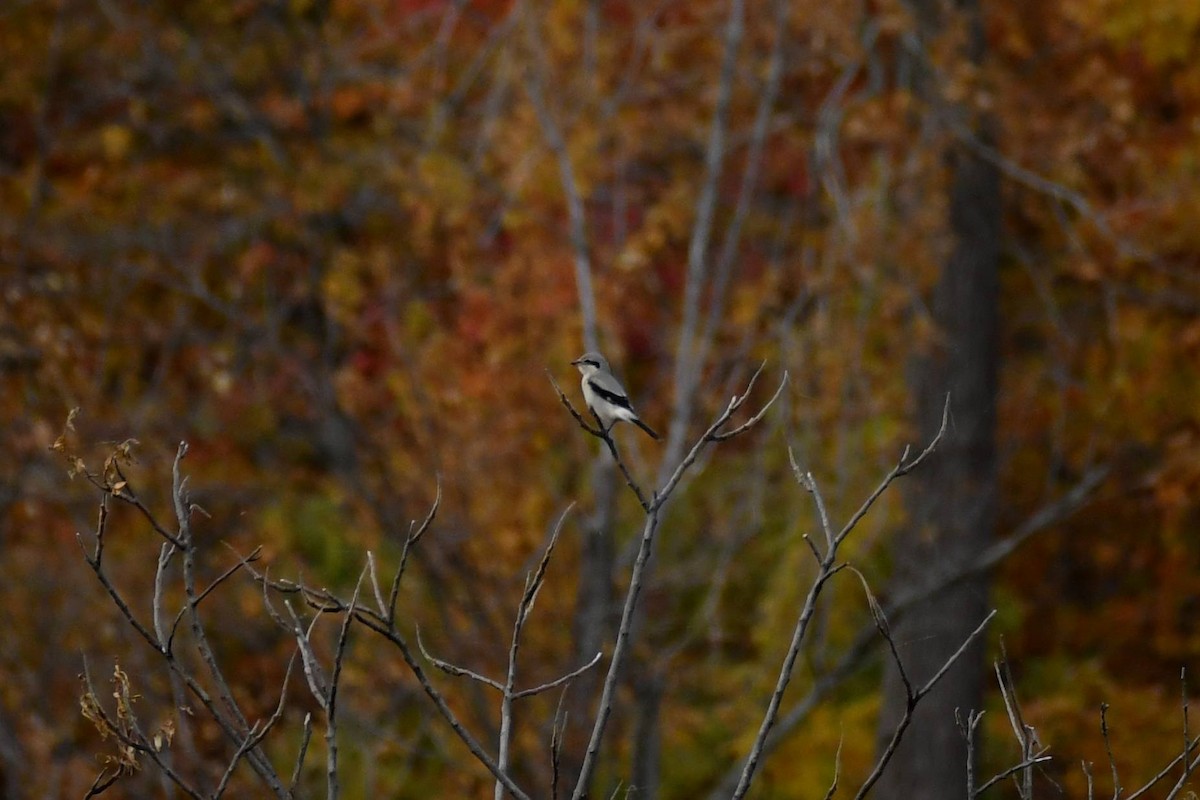 ťuhýk severní - ML644555920