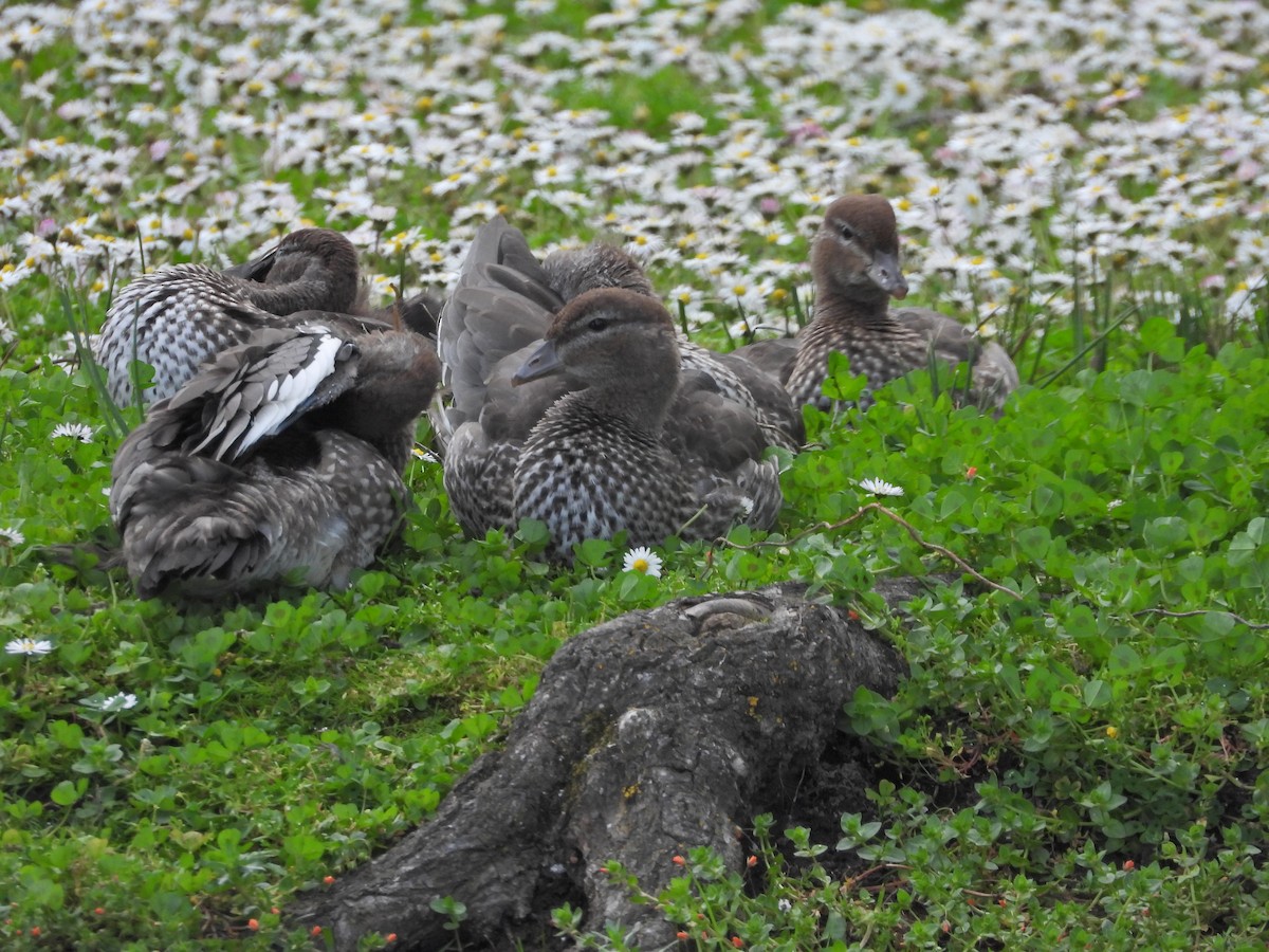 Maned Duck - ML644555921