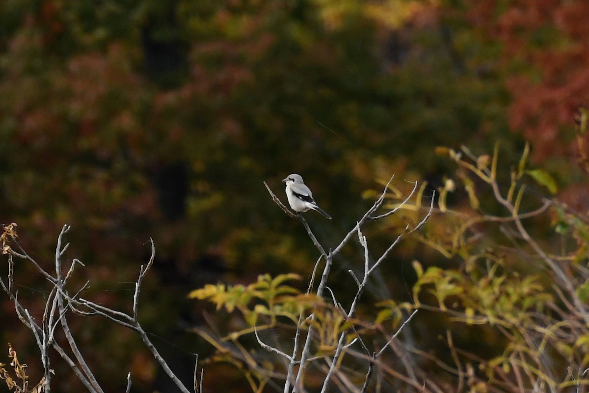 ťuhýk severní - ML644555922