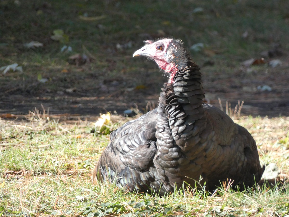 Wild Turkey - ML644555930