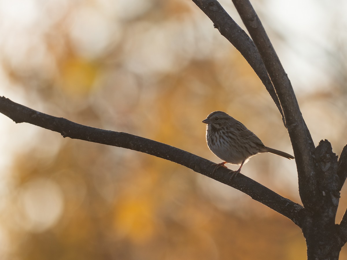 Song Sparrow - ML644555932