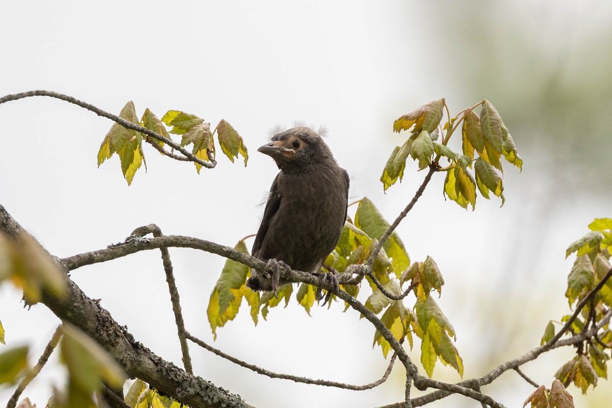Quiscale bronzé - ML644555933