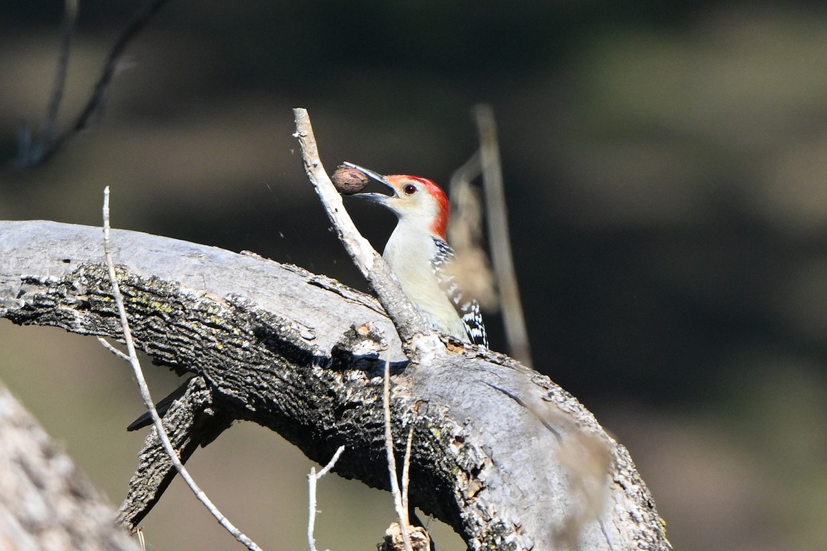 シマセゲラ - ML644555937