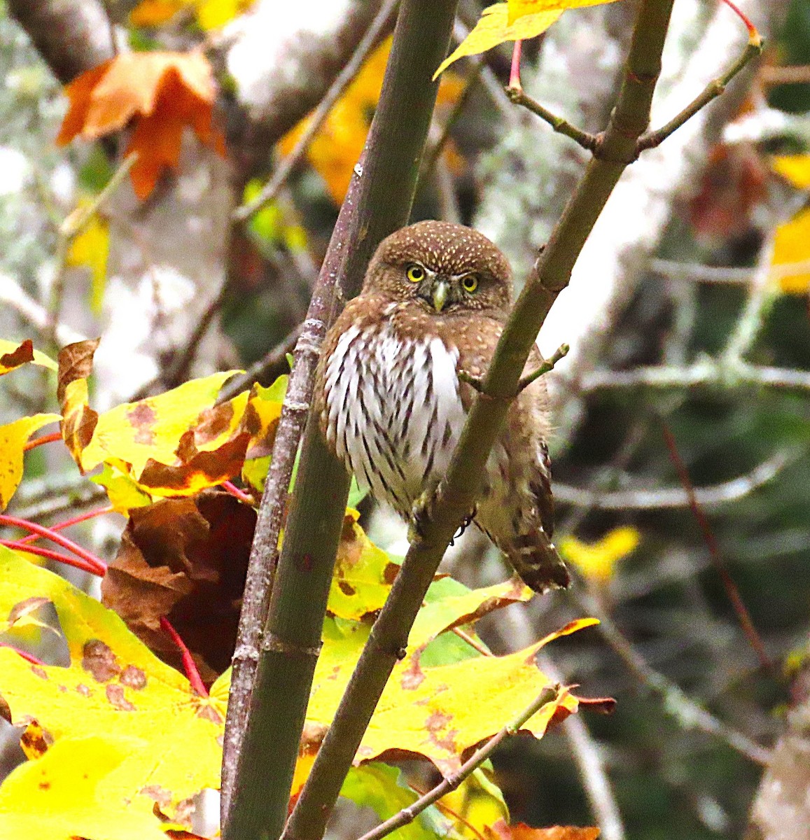 Сичик-горобець гірський - ML644555942